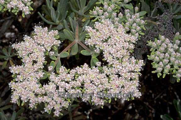 eriogonum arborescens 3 graphic